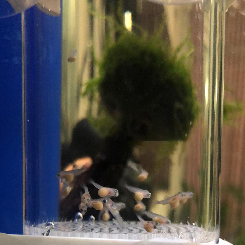 40mm Incubator Fish Hatchery E - Lab Incubator 评论和价格